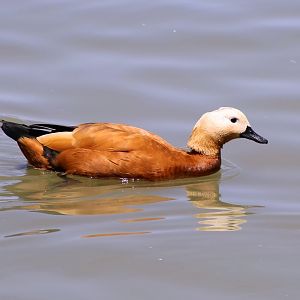 Ruddy Shelduck