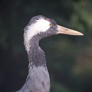 Common Crane