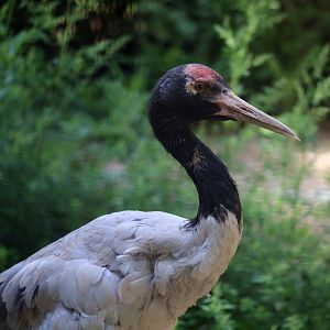 Black-necked Crane