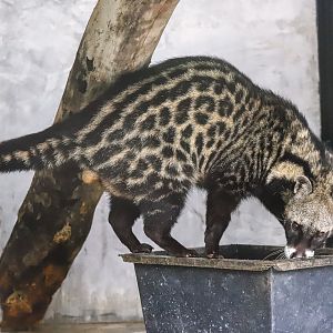 Sriayuthaya Lion Park - African civet