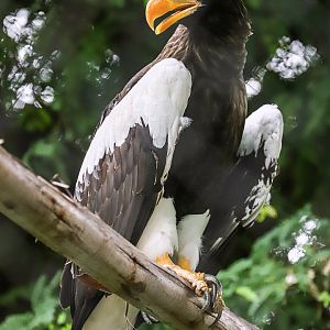 Sriayuthaya Lion Park - Steller's sea eagle