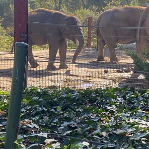 Sumatran elephant image 1