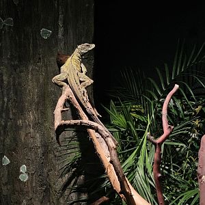 Weber's Sailfin Lizard