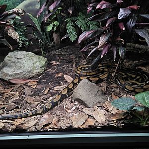 Reticulated Python