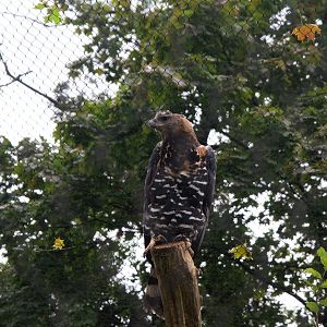 Crowned Eagle (Stephanoaetus coronatus), 11-09-25