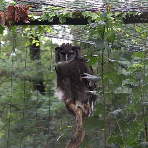 Verraux's Eagle-owl (Bubo lacteus), 11-09-25