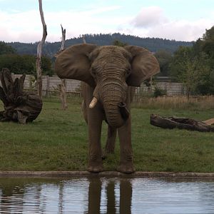 South African Elephant (Loxodonta africana africana), 11-09-25