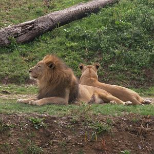 Kalahari Lion (Panthera leo vernayi), 11-09-25