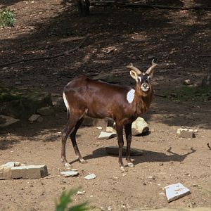 Nile Lechwe (Kobus megaceros), 11-09-25