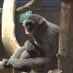 Silvery Gibbon (Hylobates moloch), 11-09-25