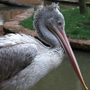 Spot-billed Pelican (Pelecanus philippensis), 11-09-25