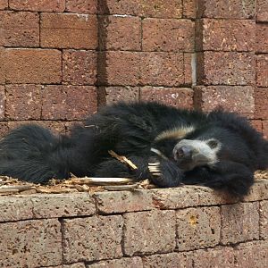 Indian Sloth Bear (Melursus ursinus ursinus), 11-09-25