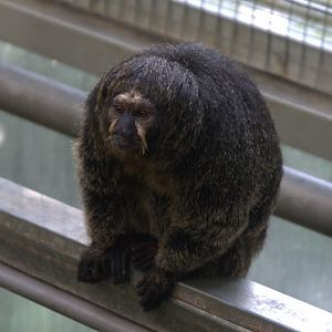 White-faced Saki (Pithecia pithecia), 11-09-25