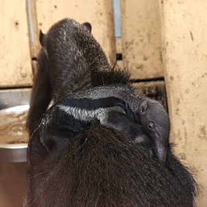 Giant Anteater (Myrmecophaga tridactyla), 11-09-25