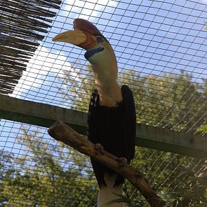 Knobbed Hornbill (Rhyticeros cassidix), 11-09-25