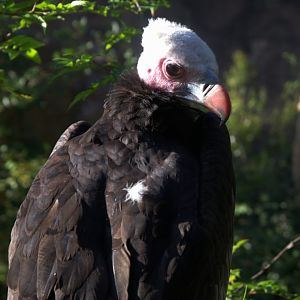 White-headed Vulture (Trigonoceps occipitalis), 11-09-25