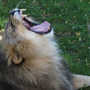 African Lion "Upepo"