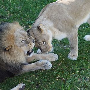 African Lions "Upepo" and "Amara" 1