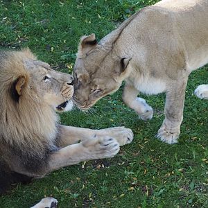 African Lions "Upepo" and "Amara" 2