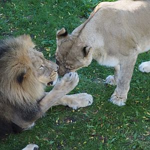 African Lions "Upepo" and "Amara" 3