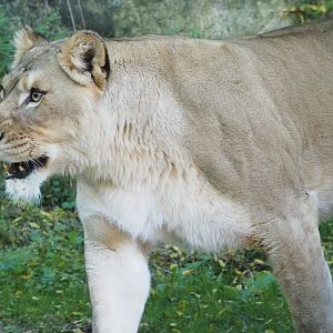 African Lion "Amara"