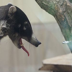 White-Nosed Coati 1