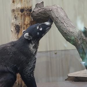White-Nosed Coati 2