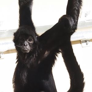 Black-Headed Spider Monkey 2