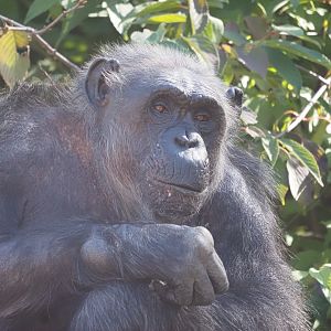 Common Chimpanzee