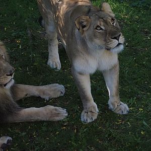 African Lions "Upepo" and "Amara" 4