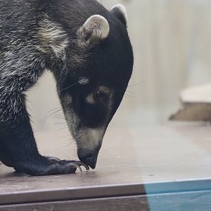 White-Nosed Coati 3