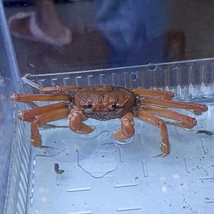 IIPE 2025 - Yellow Nipper Crab (Geograpsus crinipes)