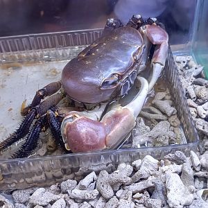 IIPE 2025 - Purple Land Crab (Gecarcoidea lalandii)