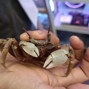 IIPE 2025 - Horned Ghost Crab (Ocypode ceratophthalmus)