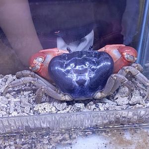 IIPE 2025 - Indian Ocean Blue Crab (Tuerkayana magnum)