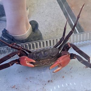 IIPE 2025 - Crab ID