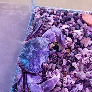 IIPE 2025 - South Pacific Long-legged Land Crab (Discoplax longipes)