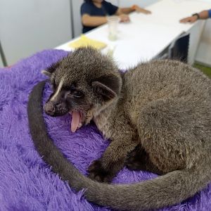 IIPE 2025 - Bornean Small-toothed Palm Civet (Arctogalidia trivirgata stigmaticus)