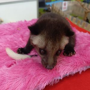 IIPE 2025 - Sumatran Masked Palm Civet (Paguma larvata leucomystax)