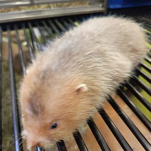 IIPE 2025 - Large Bamboo Rat (Rhizomys sumatrensis)