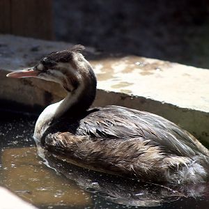 Great Crested Grebe (Podiceps cristatus)
