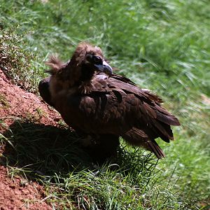 Cinereous Vulture