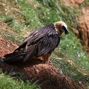 Bearded Vulture