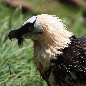 Bearded Vulture