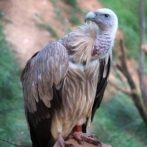 Himalayan Vulture