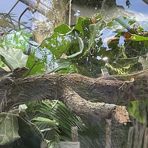 Two unknown reptiles - 10/25/2025