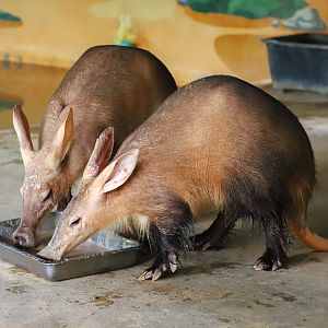 Sriayuthaya Lion Park - Aardvark