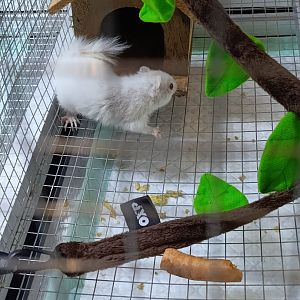 IIPE 2025 - Albino Siberian Chipmunk (Eutamias sibiricus)