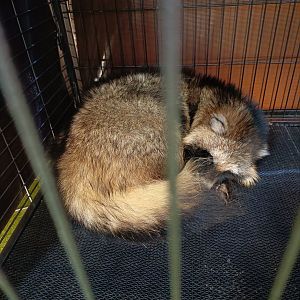 IIPE 2025 - Japanese Raccoon Dog (Nyctereutes viverrinus)