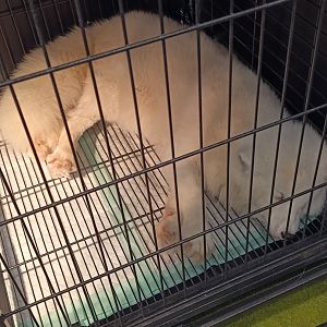 IIPE 2025 - Arctic Fox (Vulpes lagopus)